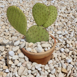 Galet de Marbre Jaune Lemon - 24/40mm - Bigbag 1T -