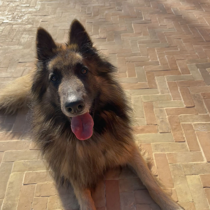 Véritable Bejmat de Fès - Naturel -