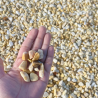 Echantillon - Galet - Echantillon - Galet -