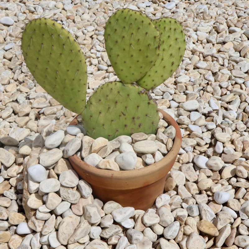 Echantillon - Galet - Jaune Lemon - 24/40mm -