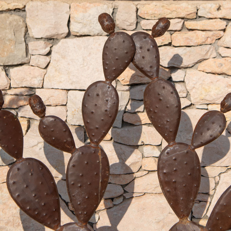 Figuier de Barbarie - XXL - 180/140cm -